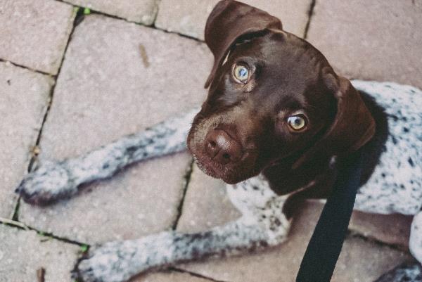 /Images/uploads/Southeast German Shorthaired Pointer Rescue/segspcalendarcontest2018/entries/8982thumb.jpg